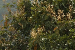 Acacia caesia